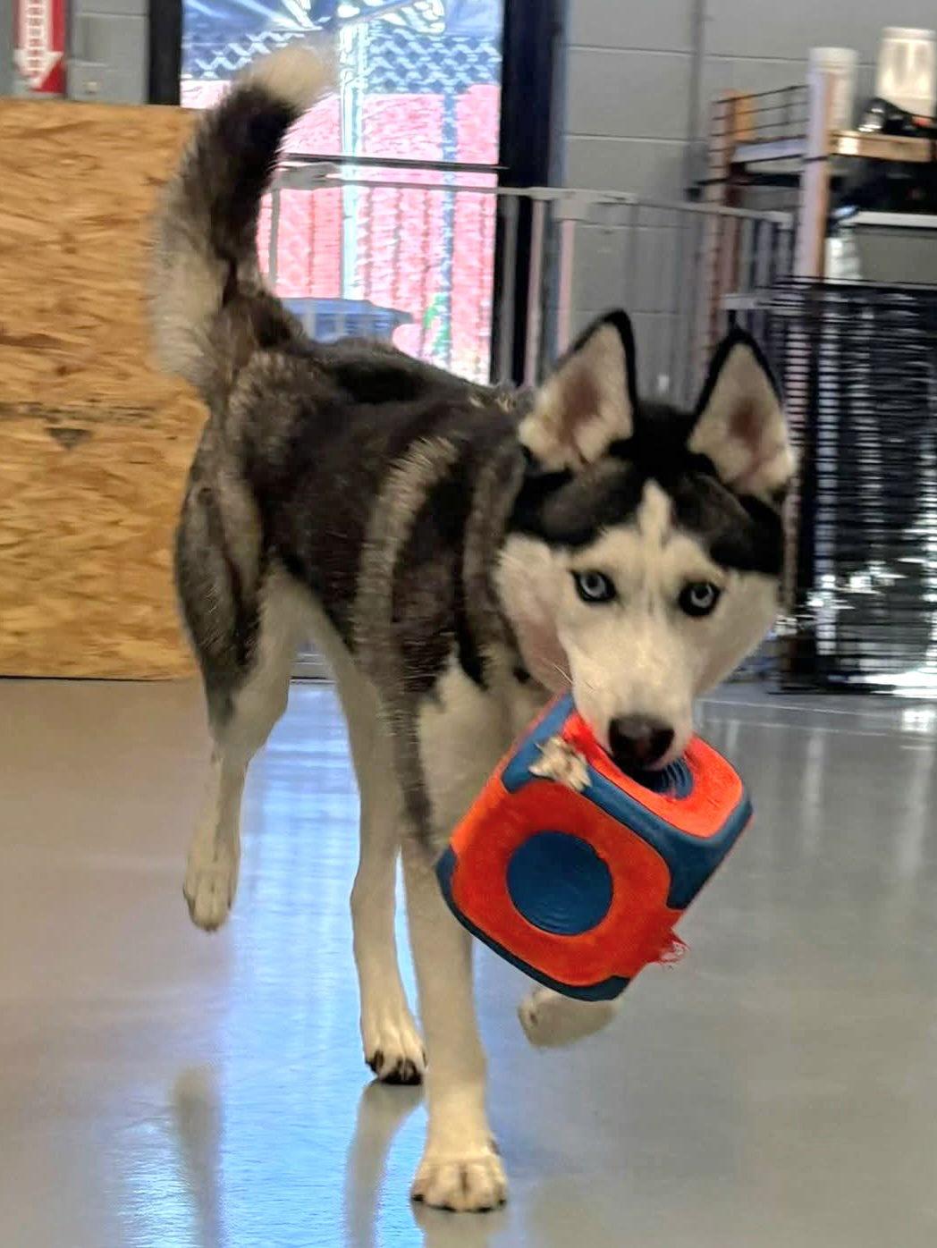 Nome, Adoptable, Young Male Siberian Husky.