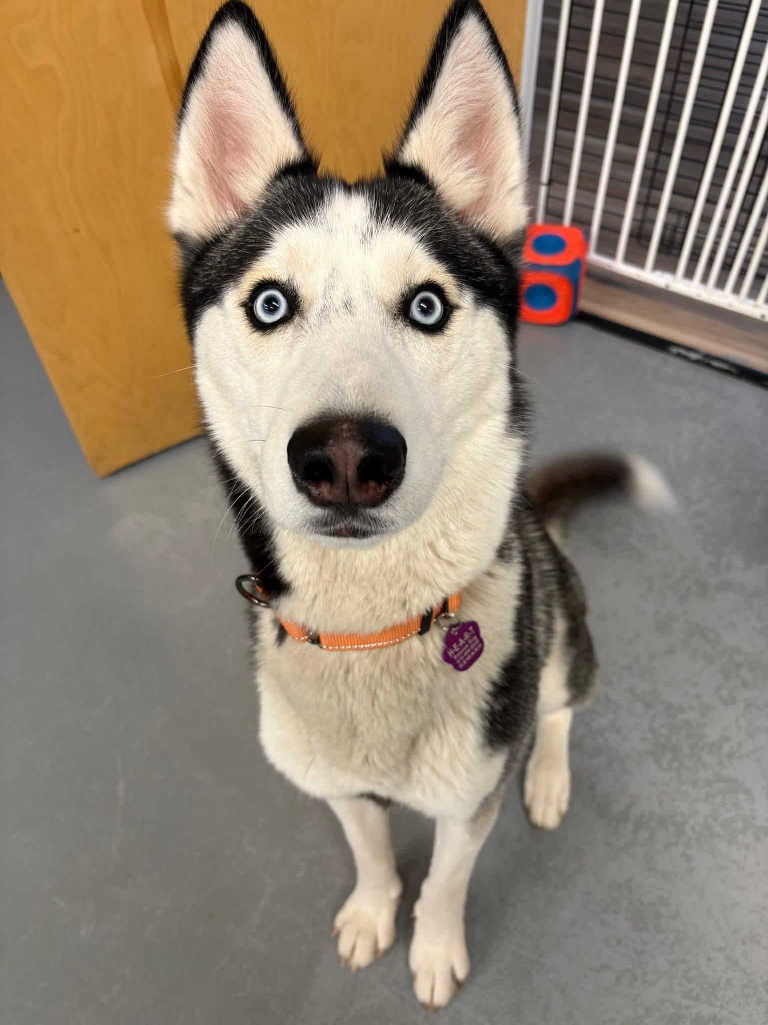 Enlarge Nome, a Adoptable Siberian Husky in Millersville, MD image 2/3