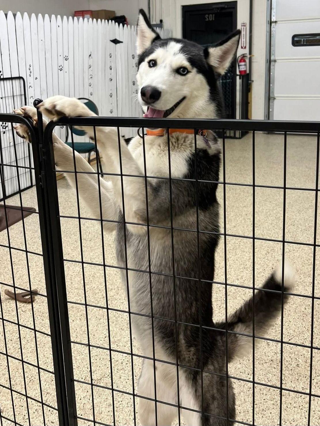 Enlarge Nome, a Adoptable Siberian Husky in Millersville, MD image 3/3