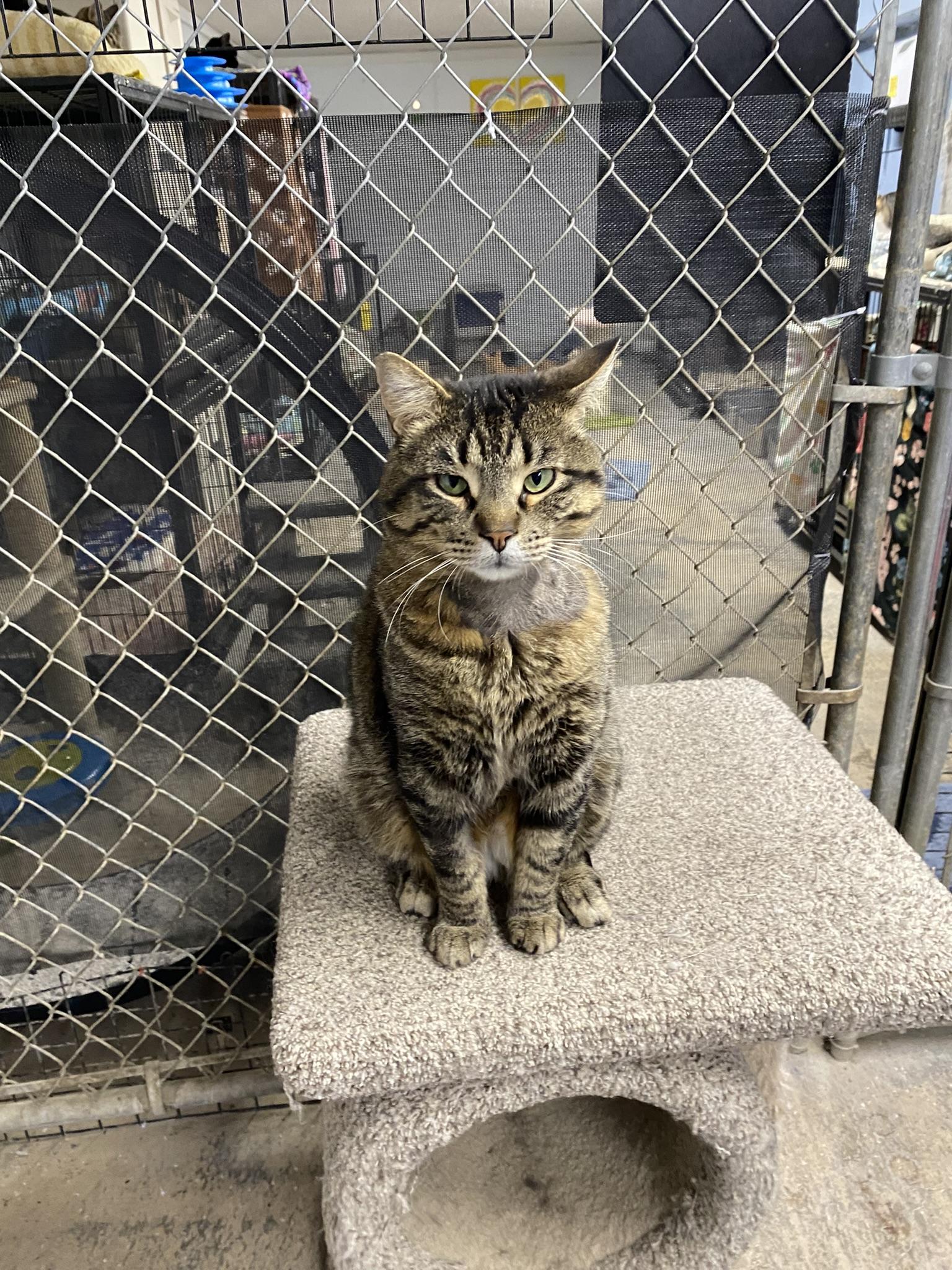 Enlarge Lucky, an adopted Tabby in New Richmond, WI image 2/2