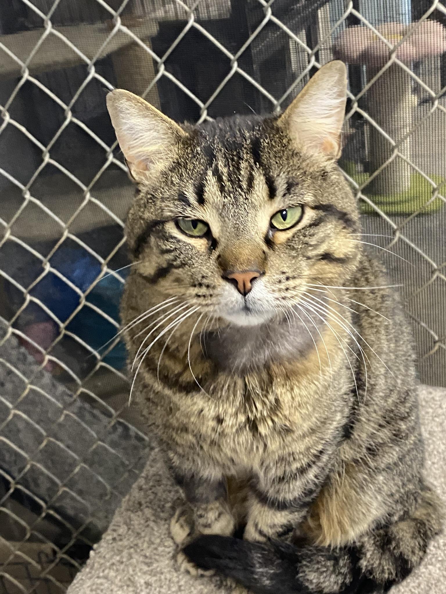 Lucky, adopted, Young Male Tabby.