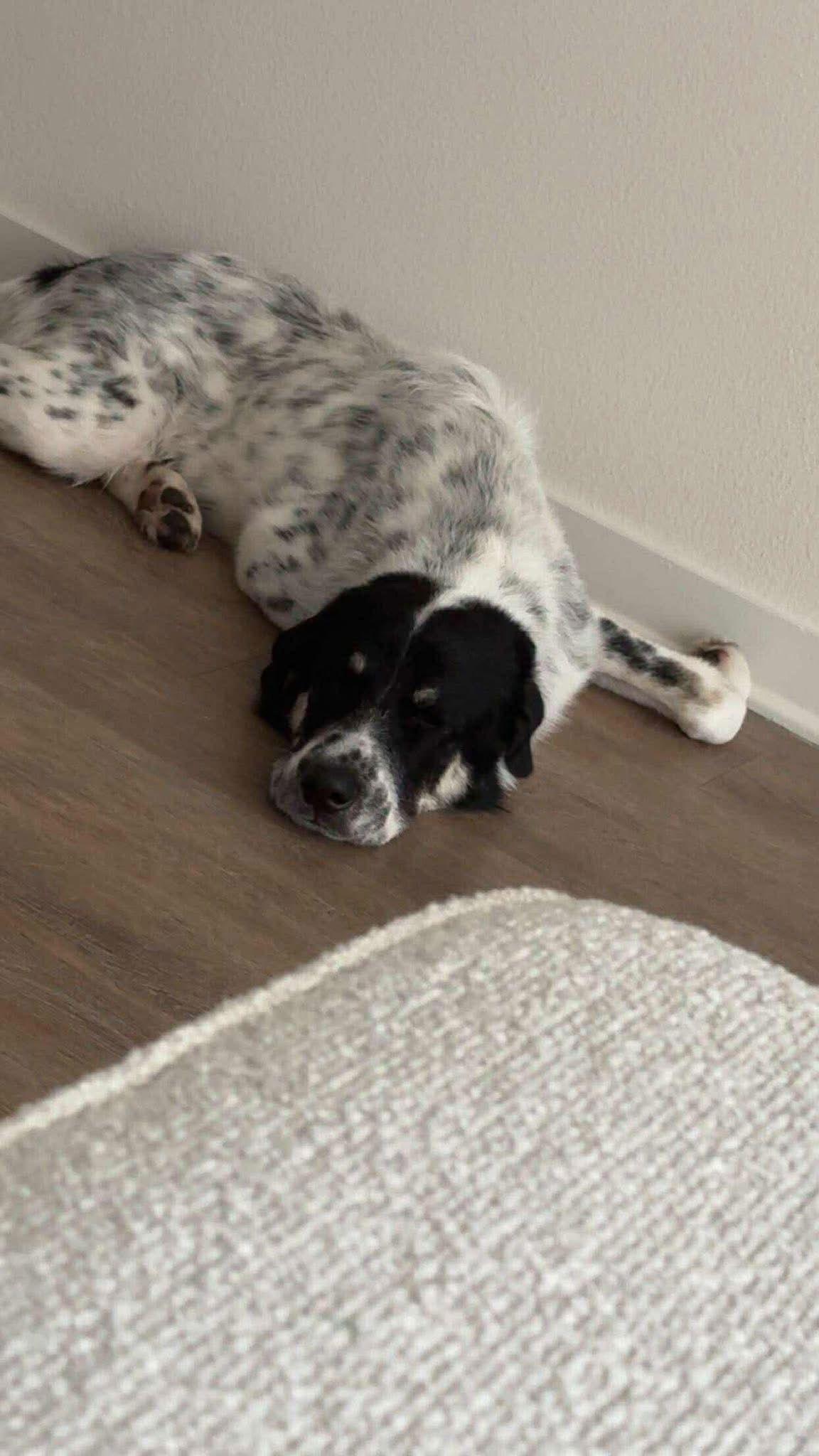 Zayne, Adoptable, Young Male Anatolian Shepherd & Great Pyrenees.