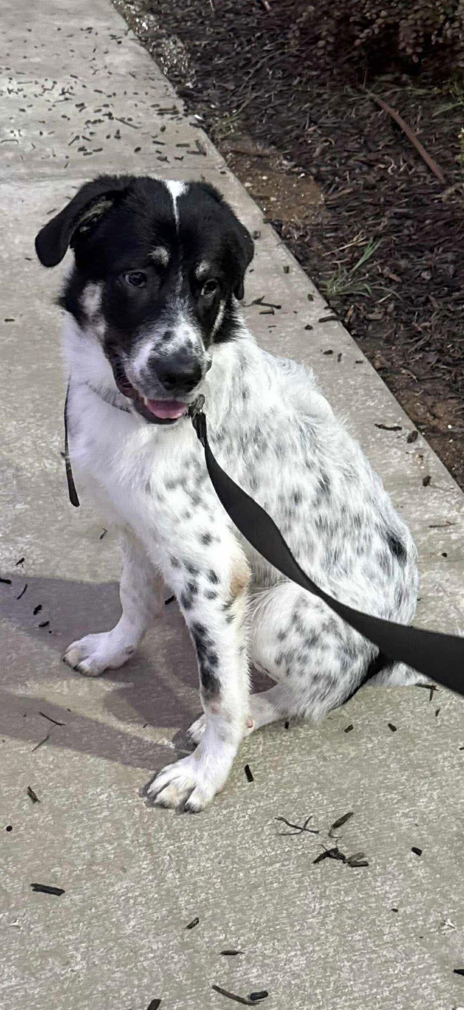 Zayne, a Adoptable mixed breed in Dallas, TX image 2/3