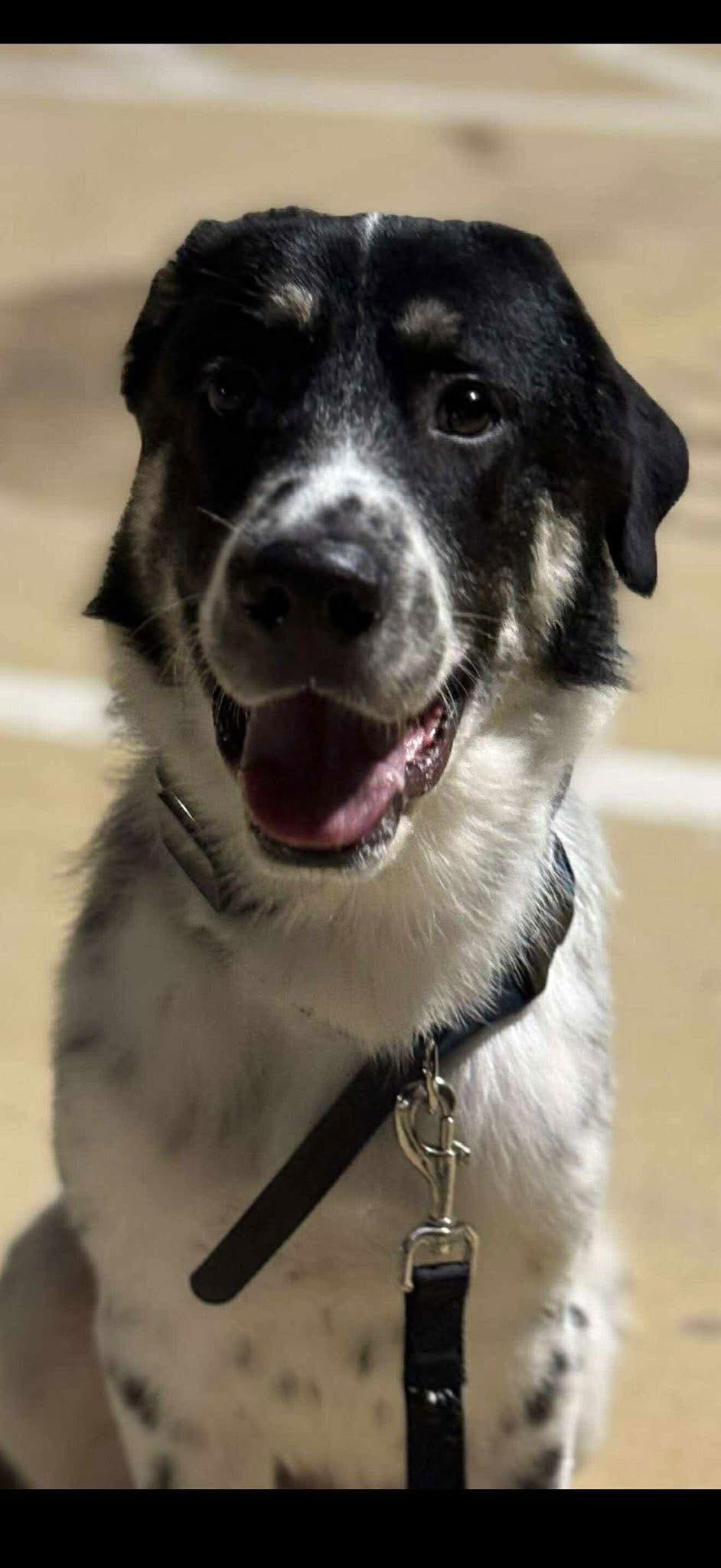 Zayne, a Adoptable mixed breed in Dallas, TX image 3/3