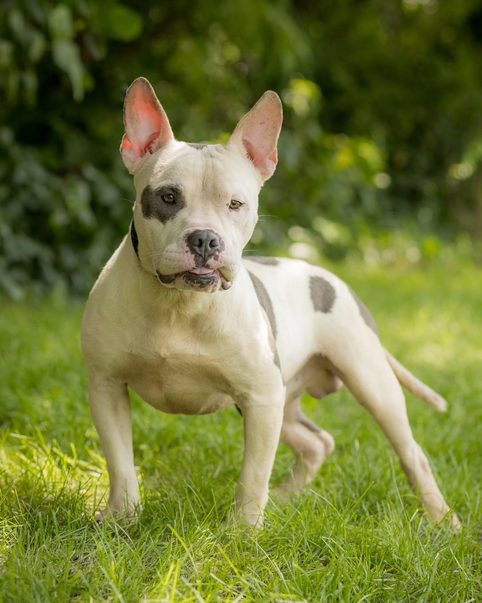 BIG DIPPER (0083), ADOPTABLE, Adult Male American Bully.