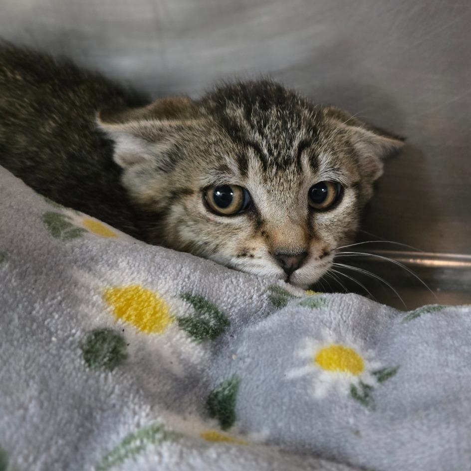 Enlarge Stormi, a Adoptable Domestic Short Hair in San Jacinto, CA image 1/1