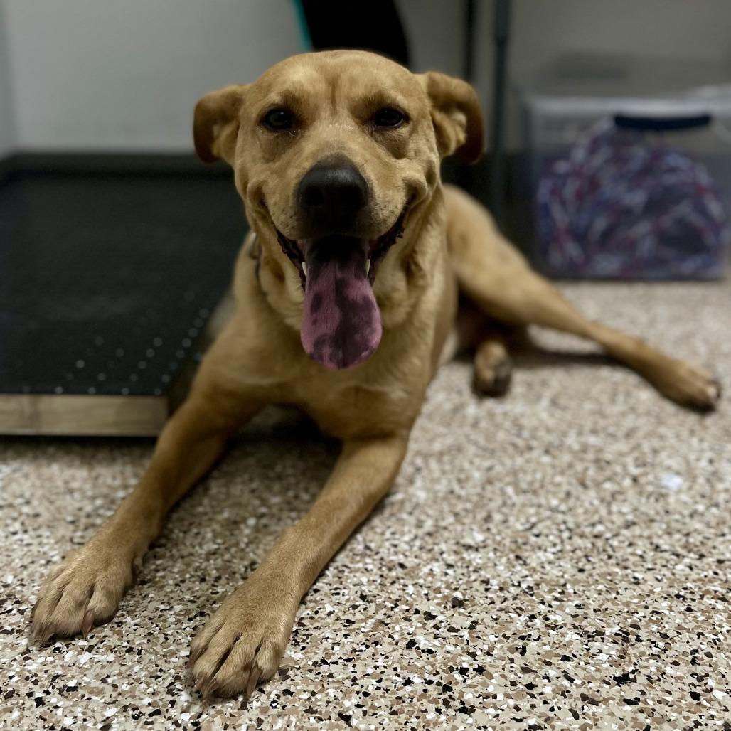 Sadie, Adoptable, Adult Female Pit Bull Terrier & Mixed Breed.