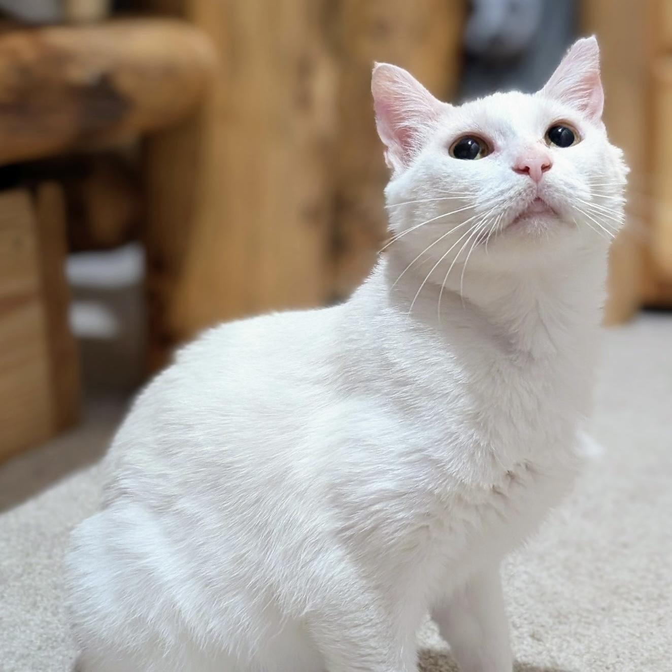 Lacy, Adult Female Domestic Short Hair