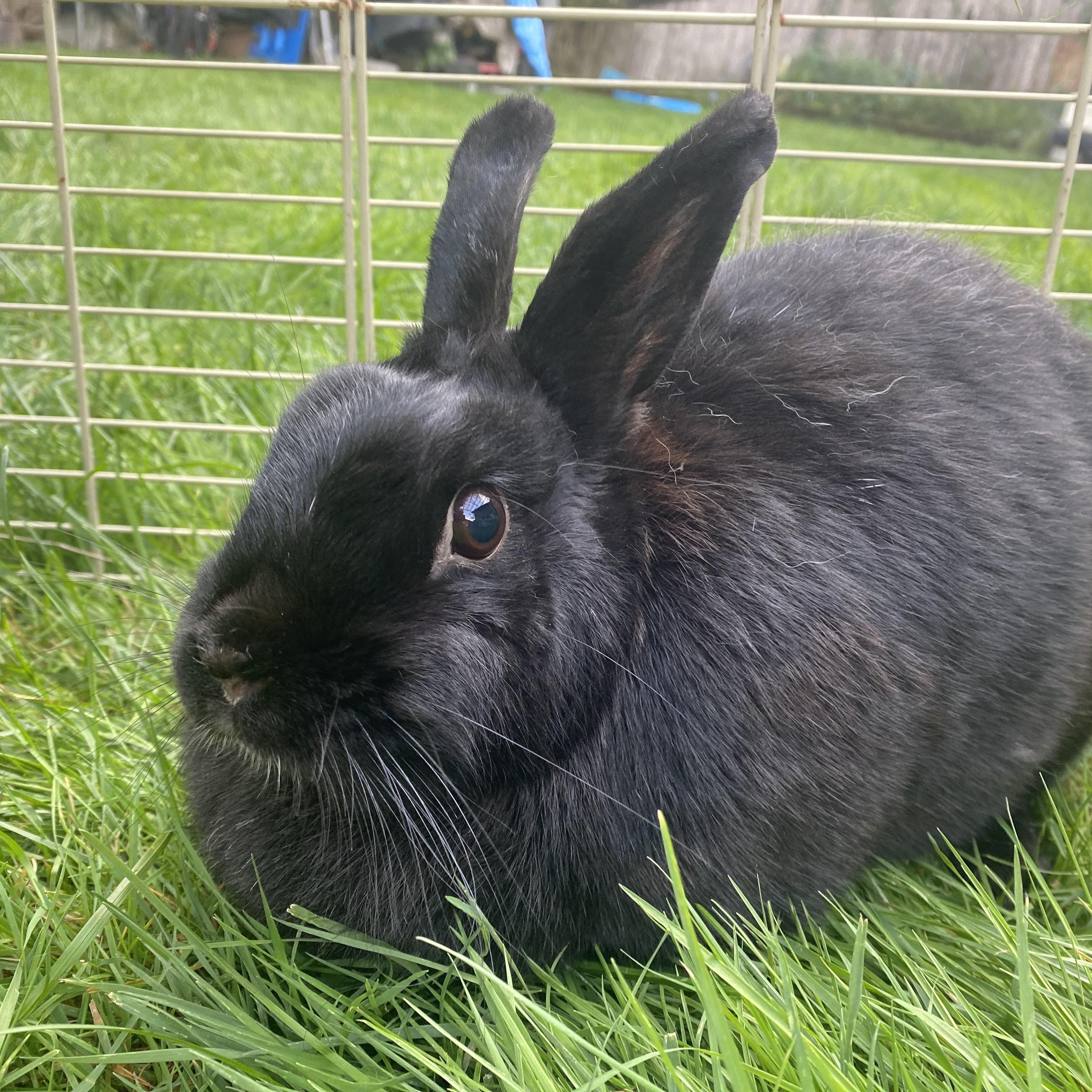 Enlarge Mischka & Midnight, a Adoptable mixed breed in Gig Harbor, WA image 1/3