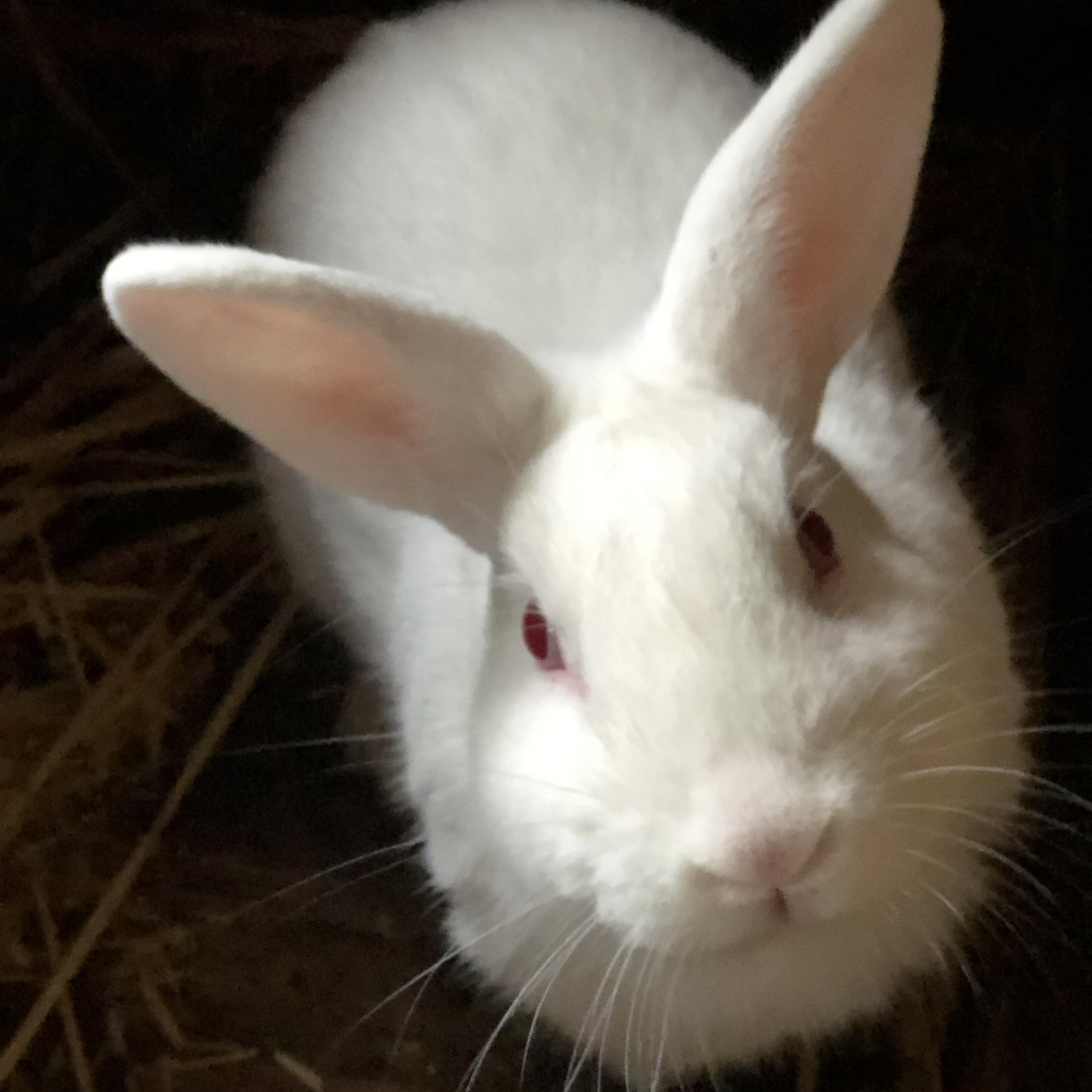 Enlarge Mischka & Midnight, a Adoptable mixed breed in Gig Harbor, WA image 2/3