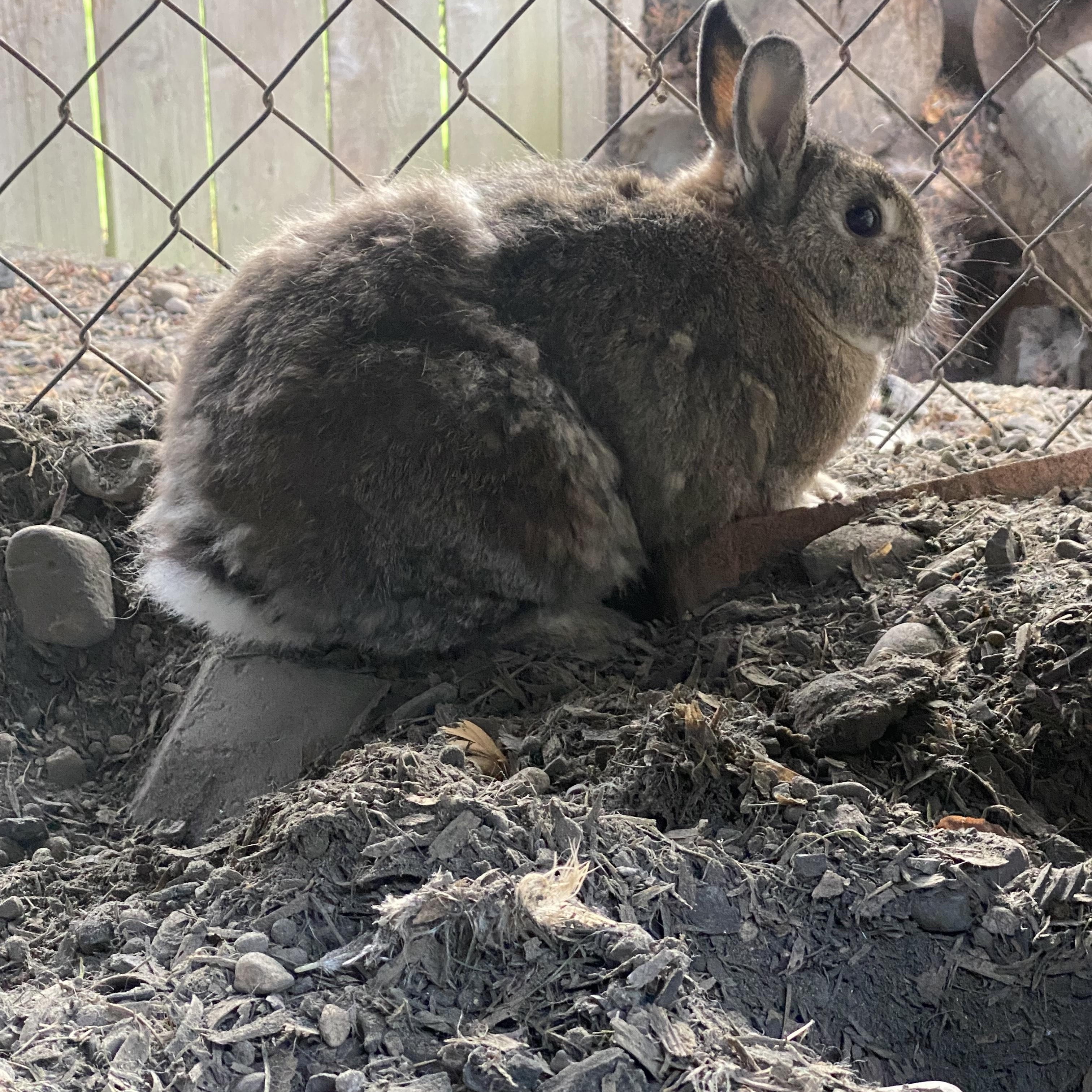Mischka & Midnight, Adoptable, Adult Female American.