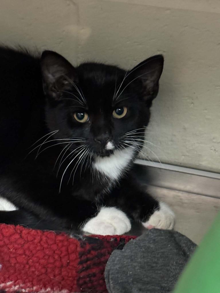 Desk, Adoptable, Kitten Male Domestic Short Hair.