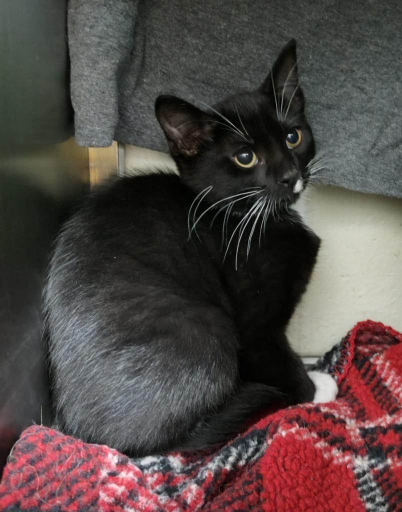 Enlarge Desk, a Adoptable mixed breed in Grand Forks, ND image 2/2