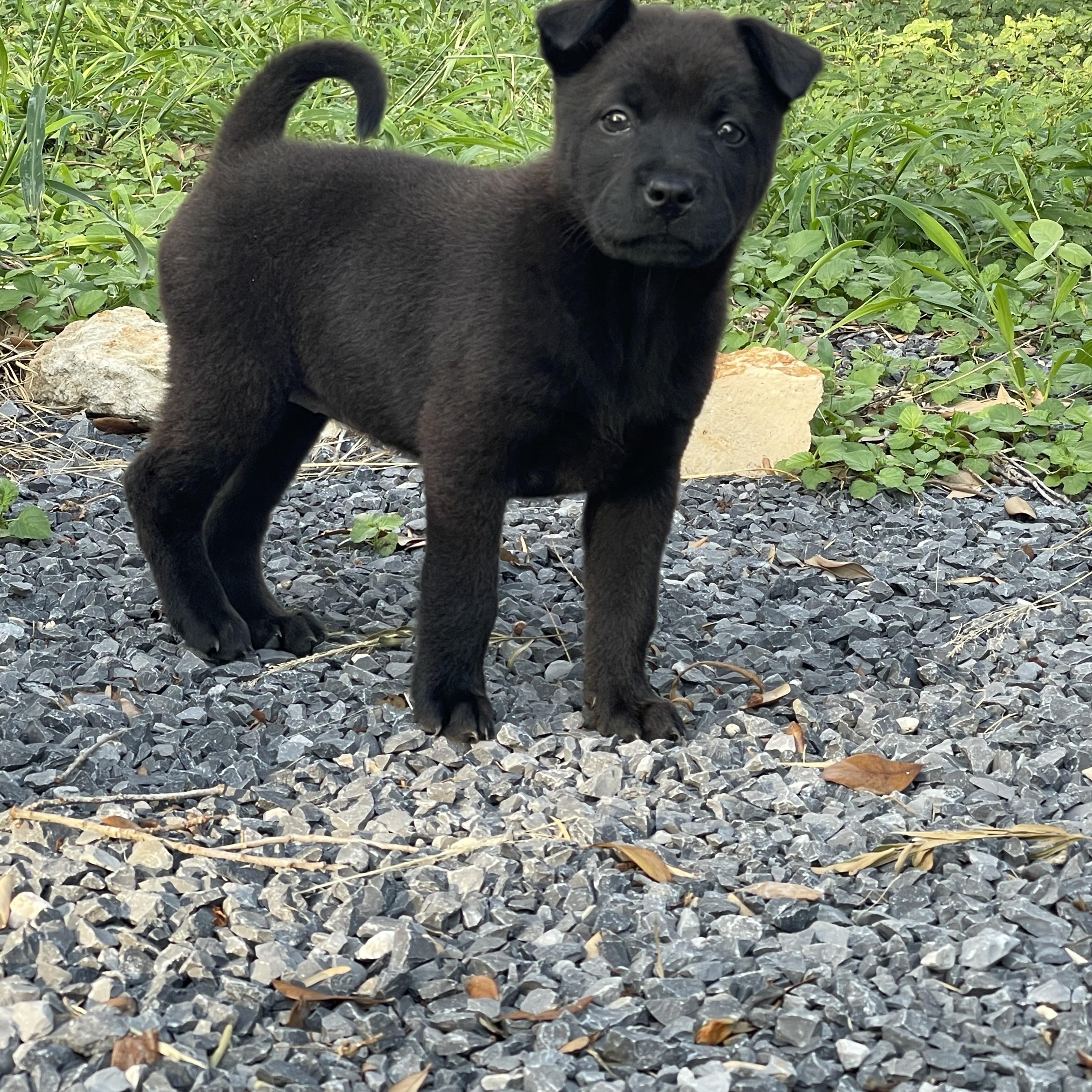 Emery, an adopted mixed breed in Pittsburgh, PA image 4/6