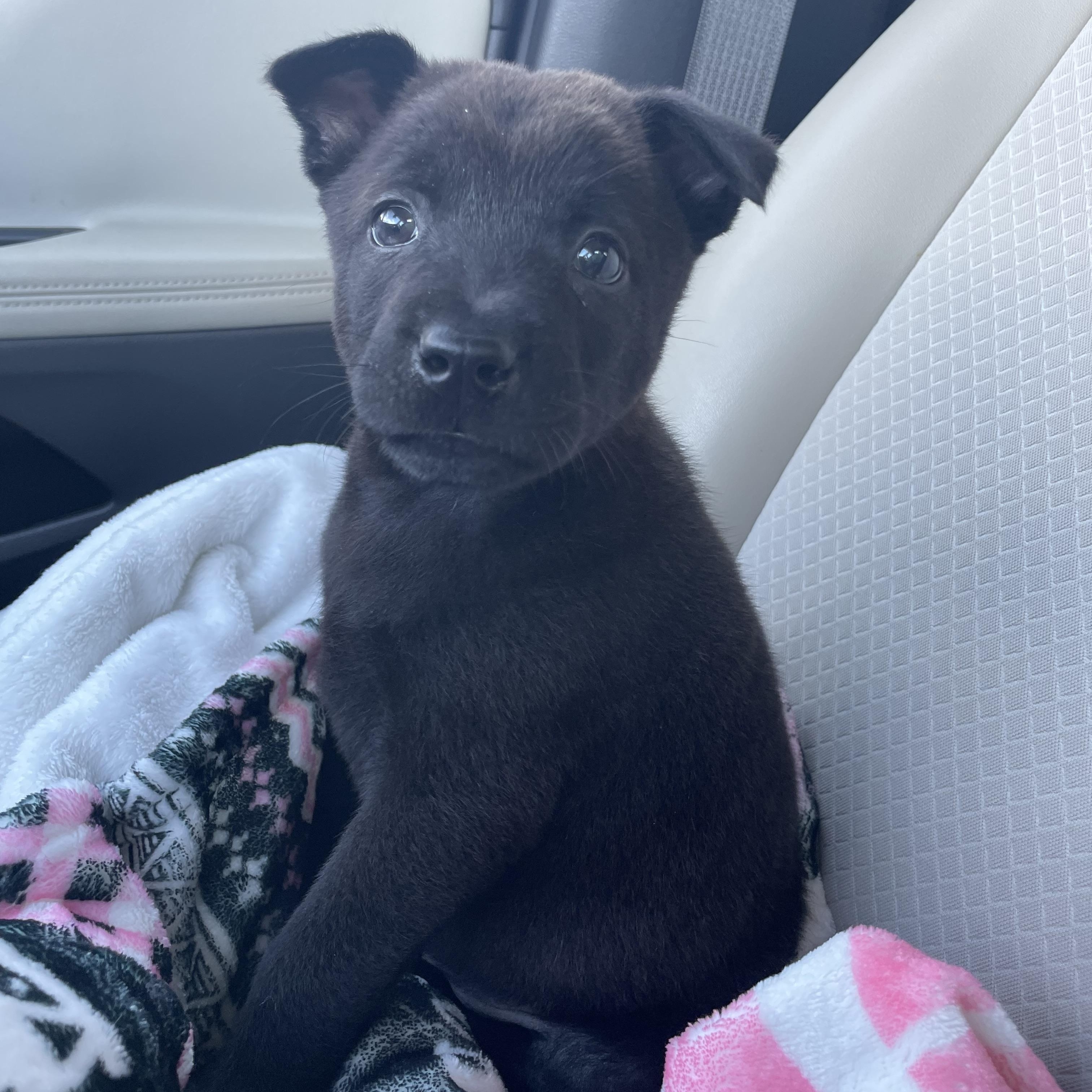 Emery, an adopted mixed breed in Pittsburgh, PA image 5/6