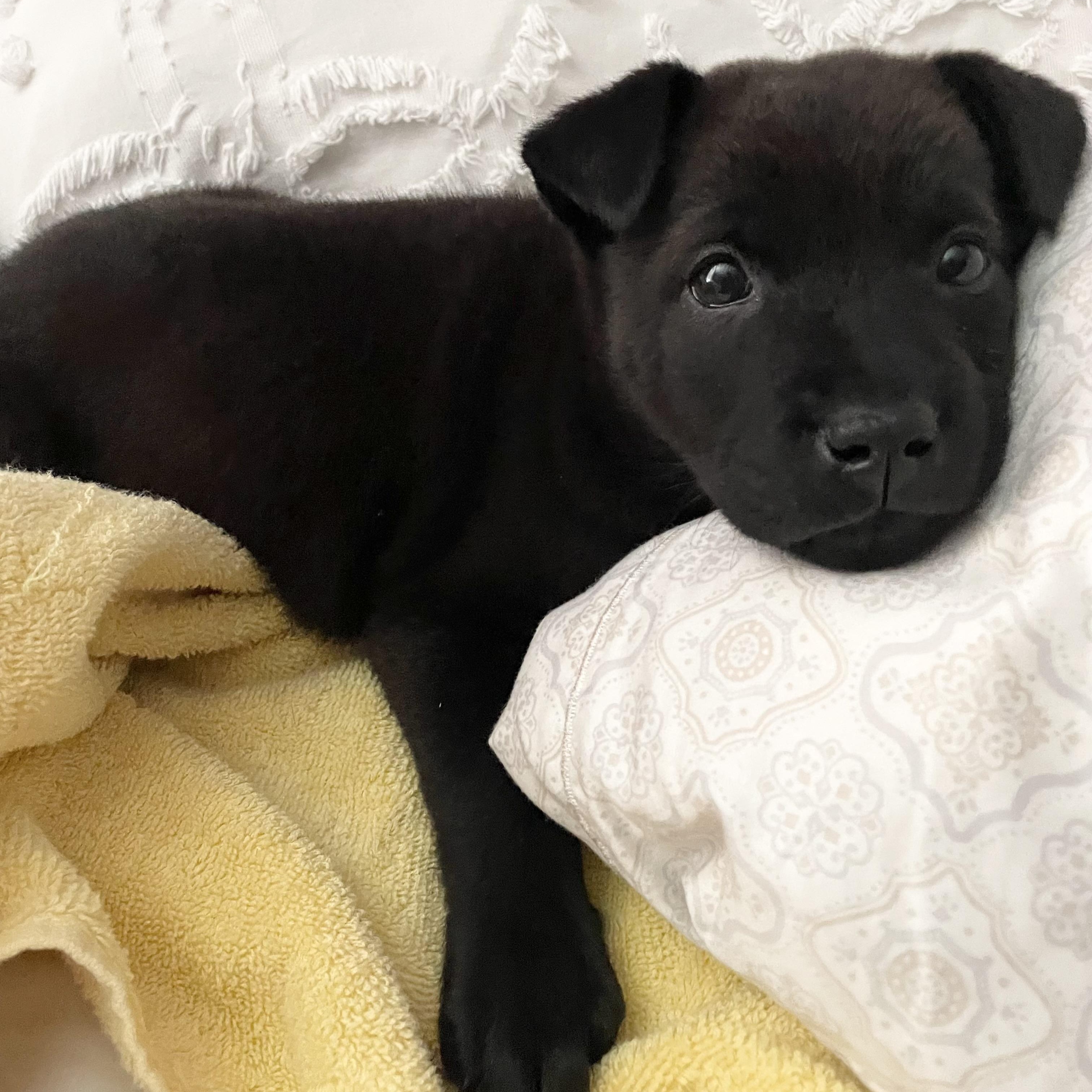 Emery, an adopted mixed breed in Pittsburgh, PA image 3/6