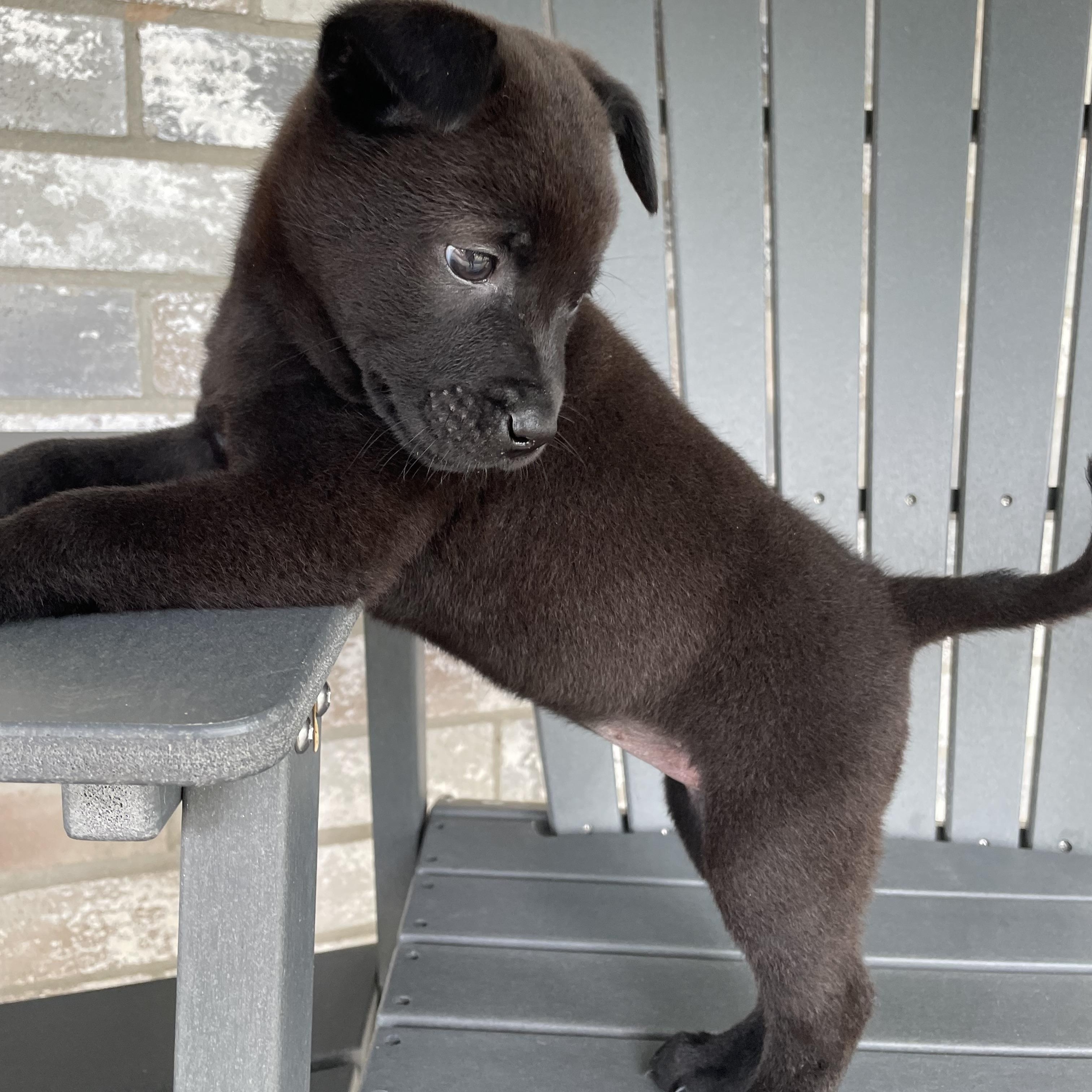 Emery, an adopted mixed breed in Pittsburgh, PA image 6/6