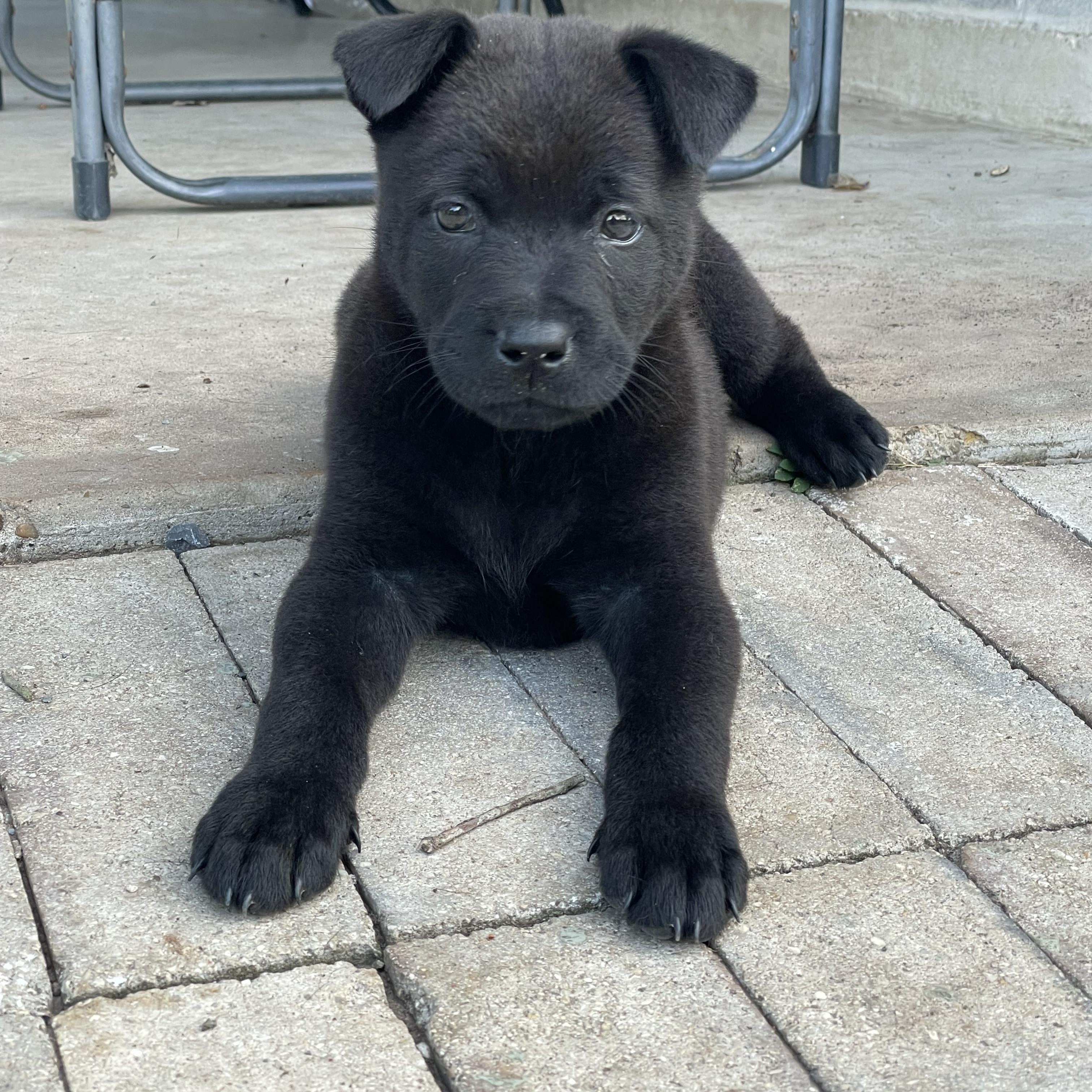 Emery, adopted, Puppy Female Chow Chow & Doberman Pinscher.