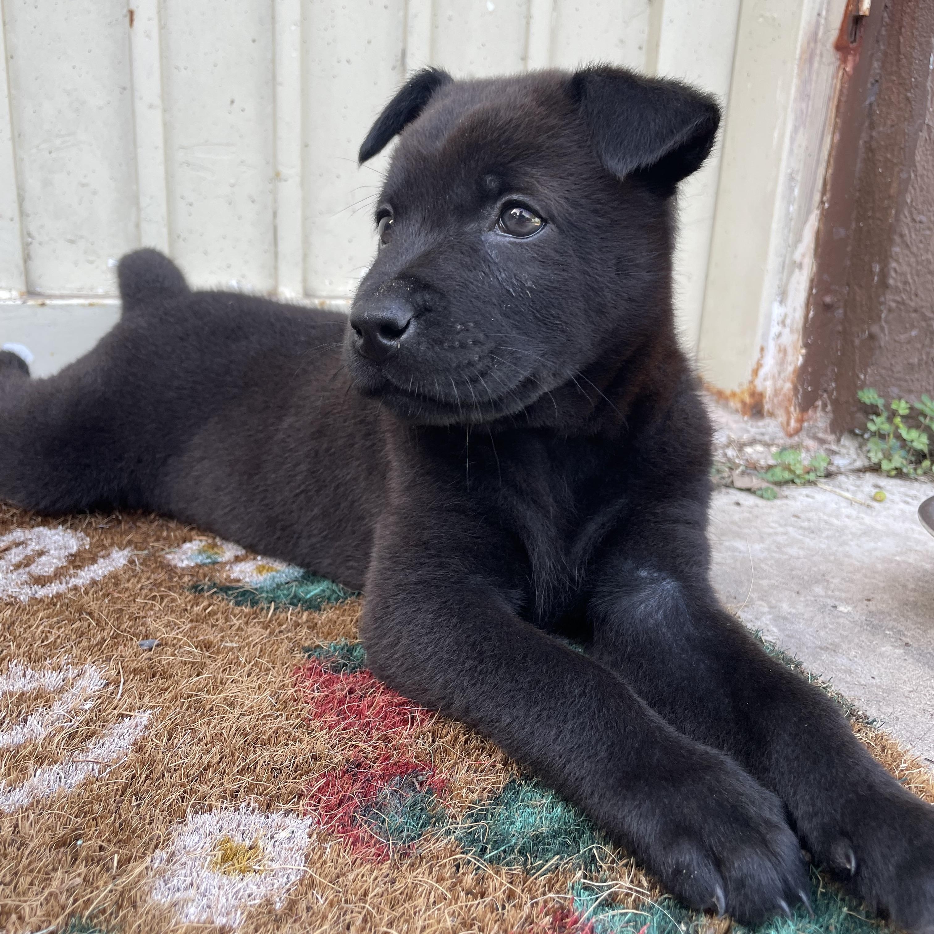 Emery, an adopted mixed breed in Pittsburgh, PA image 2/6