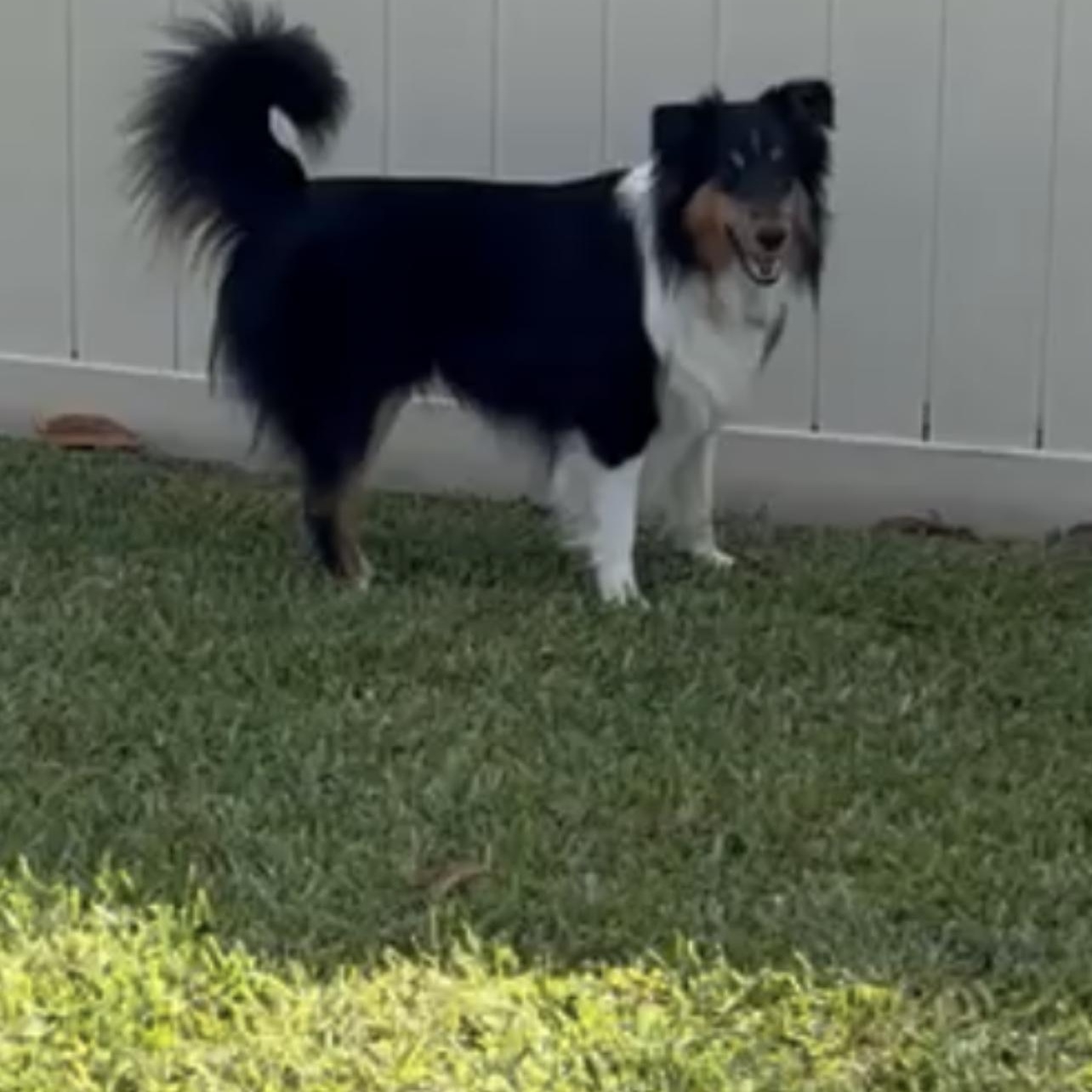 Enlarge Ben, a ADOPTABLE Shetland Sheepdog / Sheltie in Palm Bay, FL image 3/5
