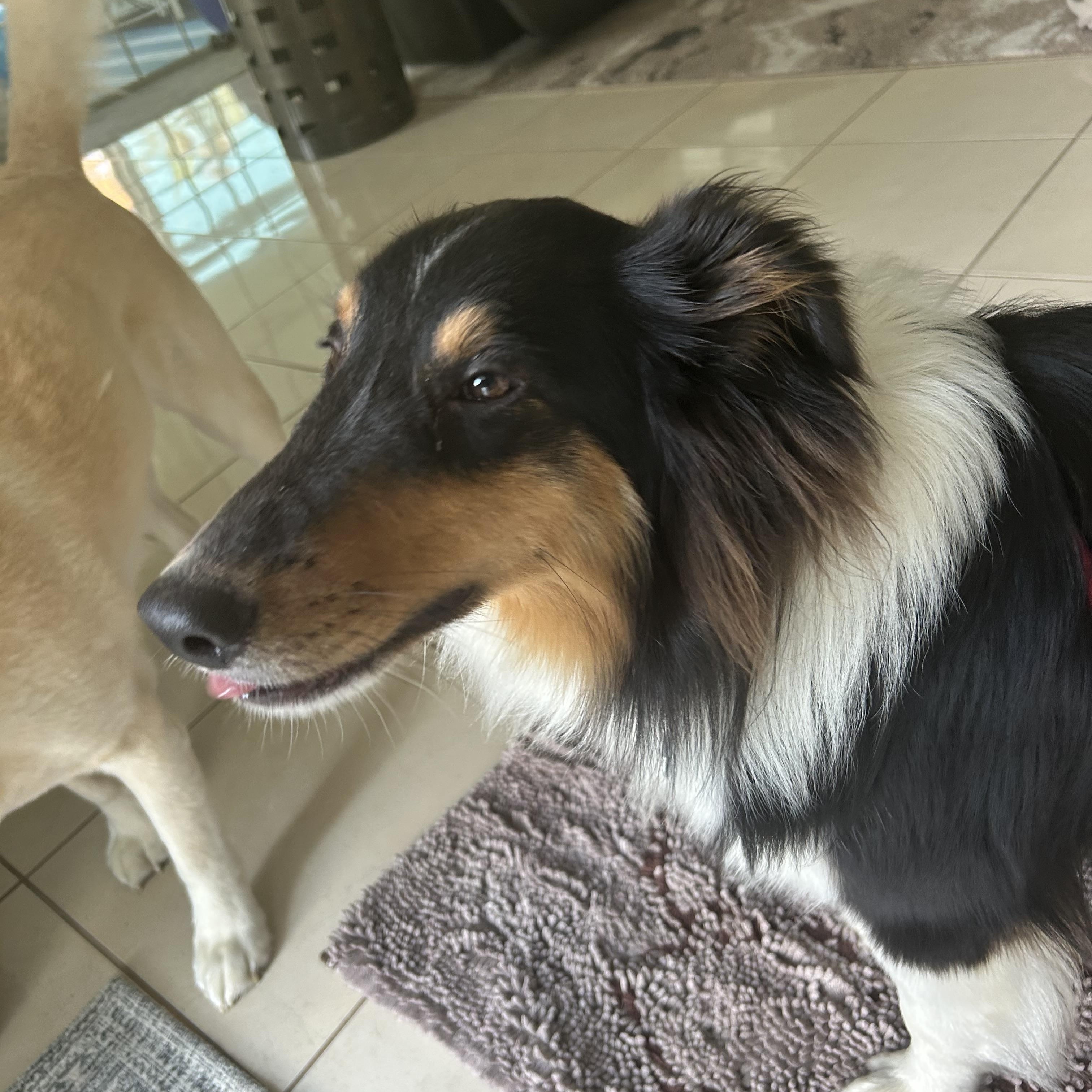 Enlarge Ben, a ADOPTABLE Shetland Sheepdog / Sheltie in Palm Bay, FL image 4/5