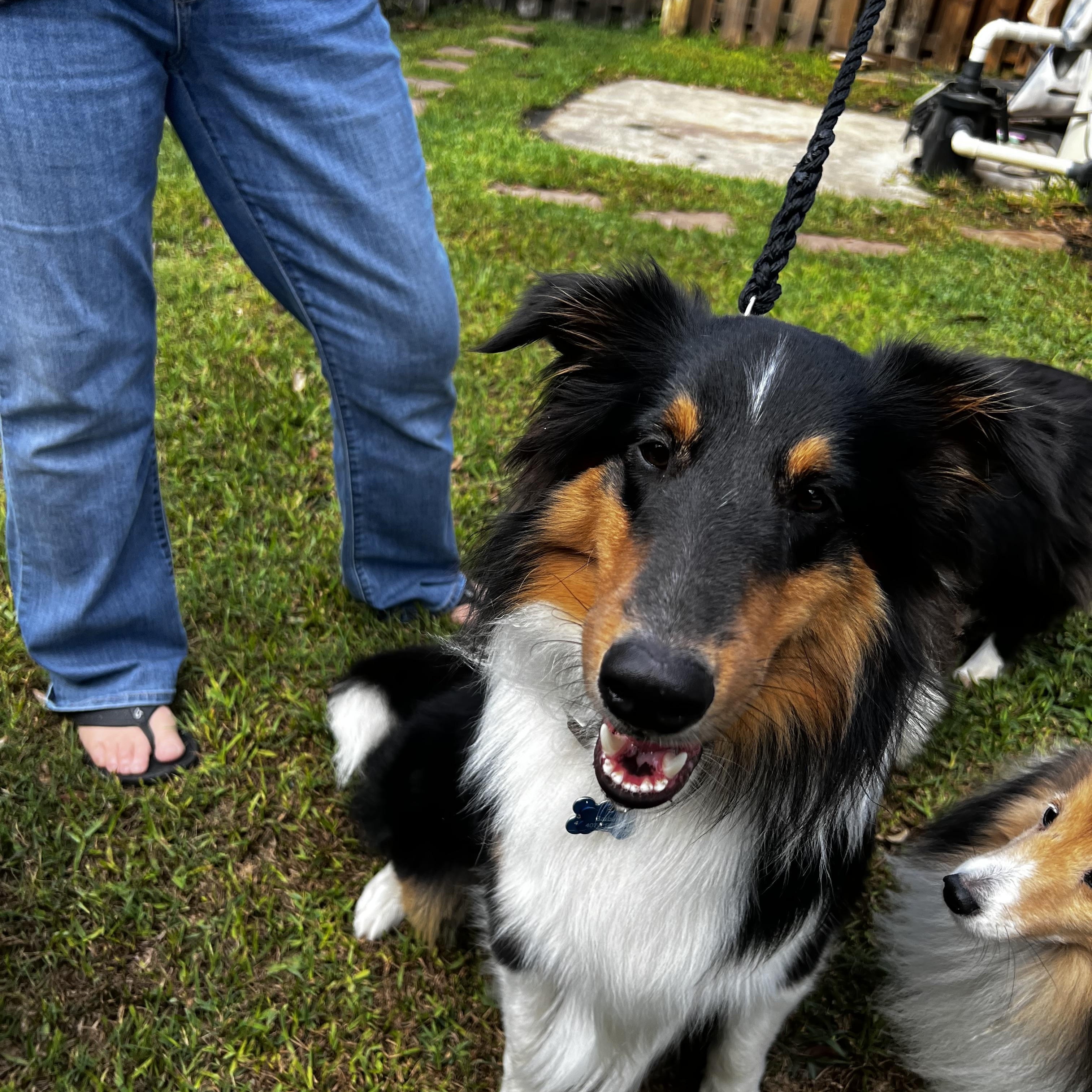 Enlarge Ben, a ADOPTABLE Shetland Sheepdog / Sheltie in Palm Bay, FL image 5/5