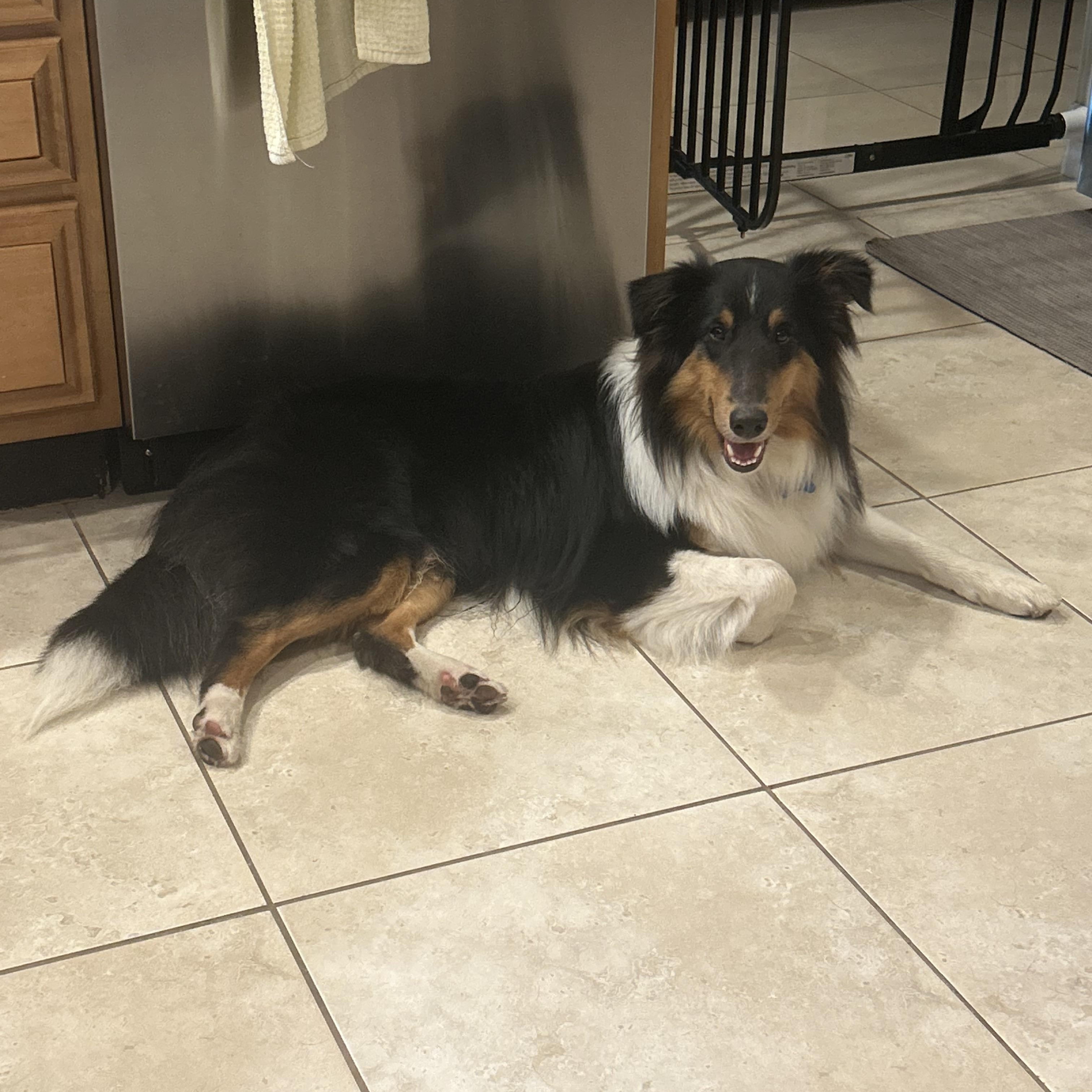 Enlarge Ben, a ADOPTABLE Shetland Sheepdog / Sheltie in Palm Bay, FL image 2/5