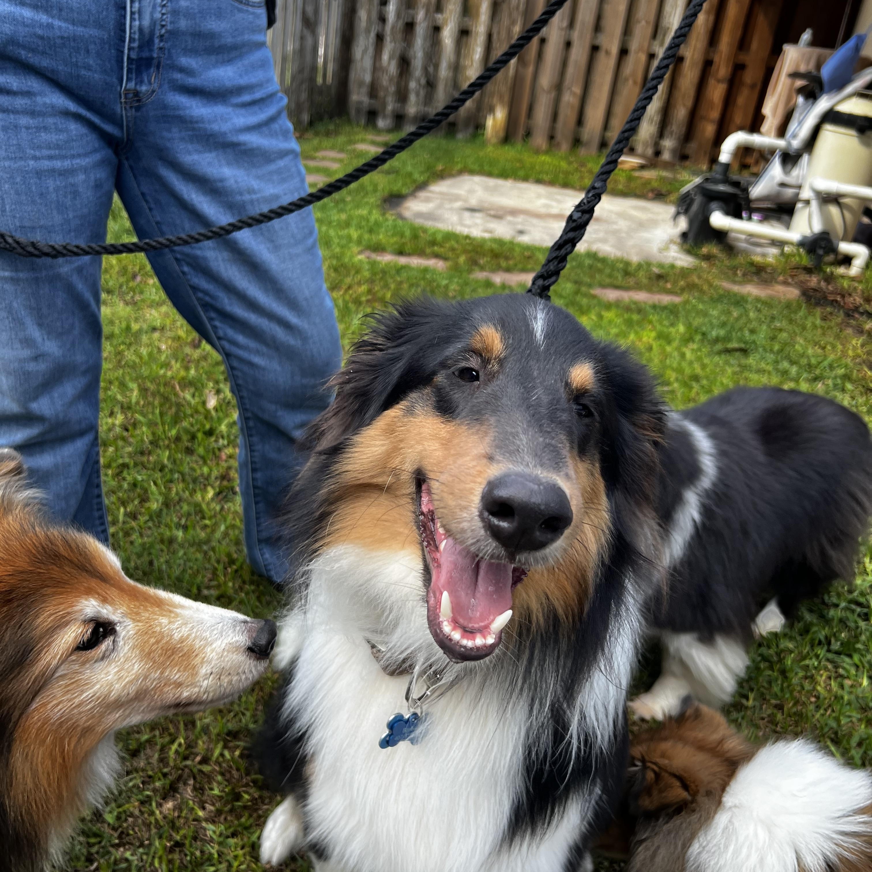 Enlarge Ben, a ADOPTABLE Shetland Sheepdog / Sheltie in Palm Bay, FL image 1/5
