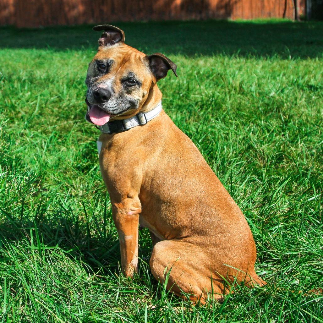 Misha, Adoptable, Senior Female Mixed Breed.