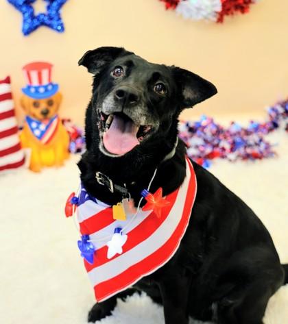 Lola, ADOPTABLE, Senior Female Mixed Breed.