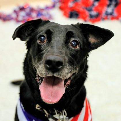 Lola, a ADOPTABLE Mixed Breed in Hamilton, OH image 2/2