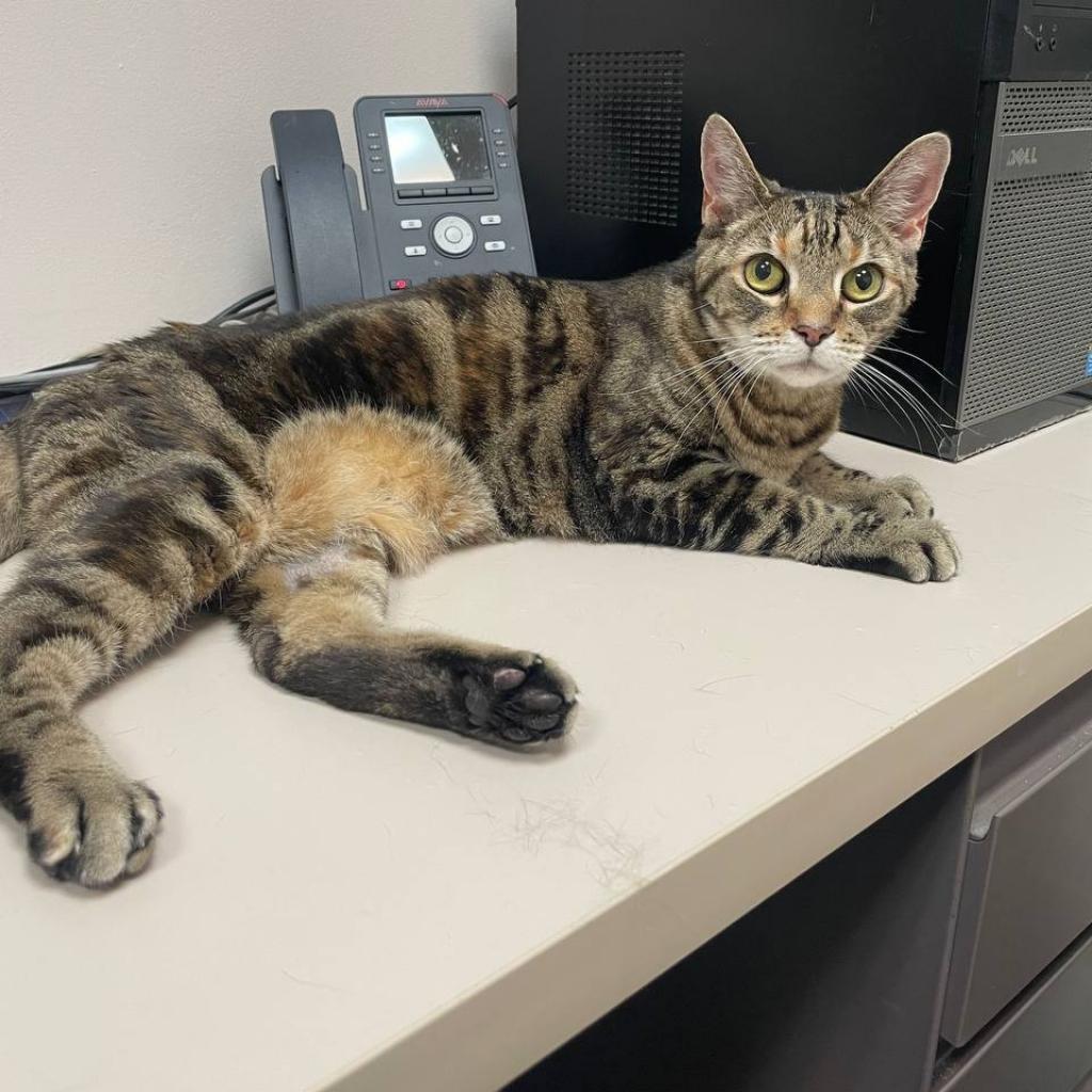 Spotty, Adoptable, Senior Female Domestic Short Hair.