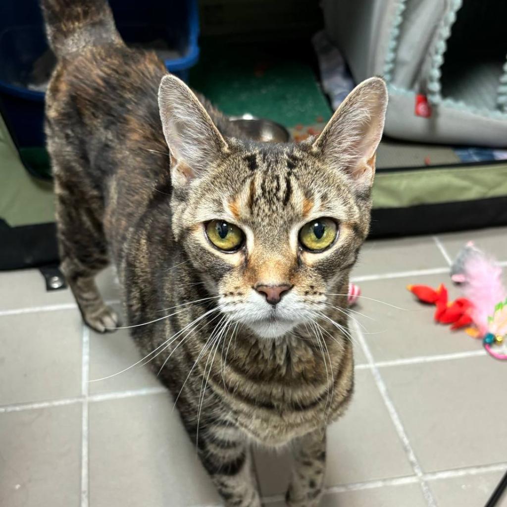 Enlarge Spotty, a Adoptable Domestic Short Hair in Wantagh, NY image 4/6