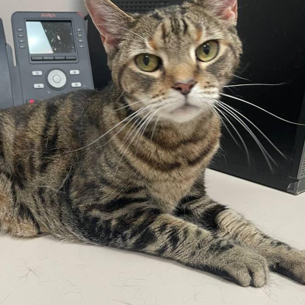 Enlarge Spotty, a Adoptable Domestic Short Hair in Wantagh, NY image 6/6