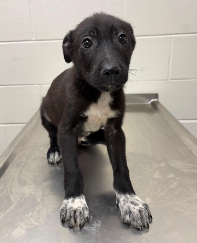Lamar / AC 27752 E / Murphy, Adoptable, Puppy Male Border Collie & Labrador Retriever.