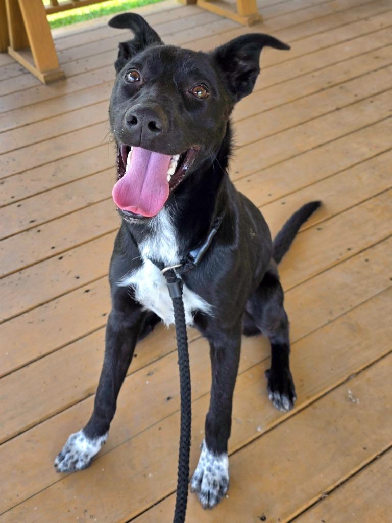 Enlarge Lamar / AC 27752 E / Murphy, a Adoptable mixed breed in Greeneville, TN image 1/2