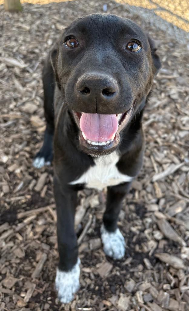 Enlarge Lamar / AC 27752 E / Murphy, a Adoptable mixed breed in Greeneville, TN image 2/2
