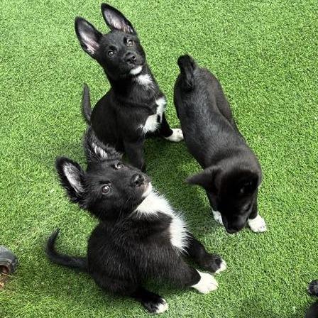 Pozole, Adoptable, Puppy Male Mixed Breed.