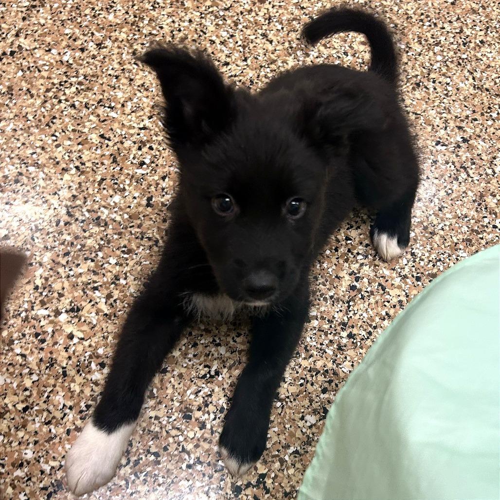 Enlarge Pozole, a Adoptable Mixed Breed in Tempe, AZ image 2/5