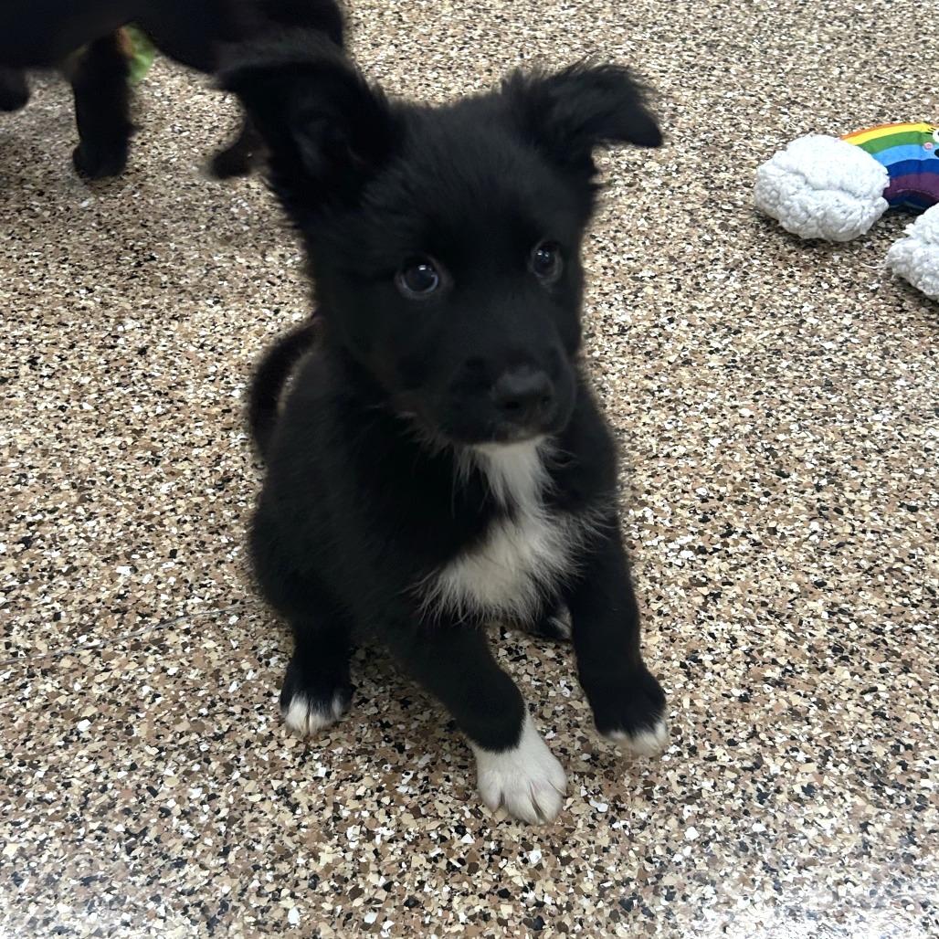 Enlarge Pozole, a Adoptable Mixed Breed in Tempe, AZ image 3/5
