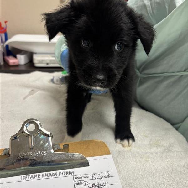 Enlarge Pozole, a Adoptable Mixed Breed in Tempe, AZ image 4/5