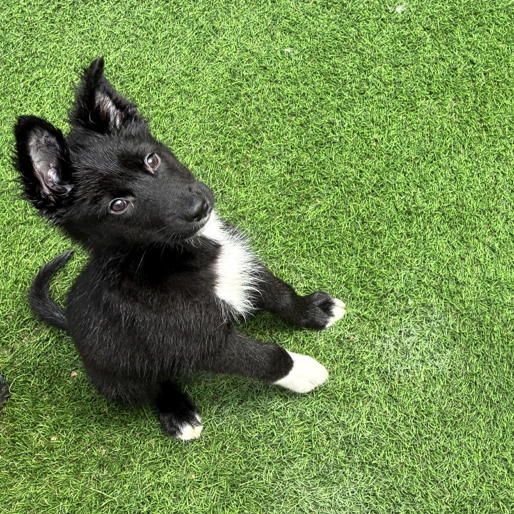 Enlarge Pozole, a Adoptable Mixed Breed in Tempe, AZ image 5/5