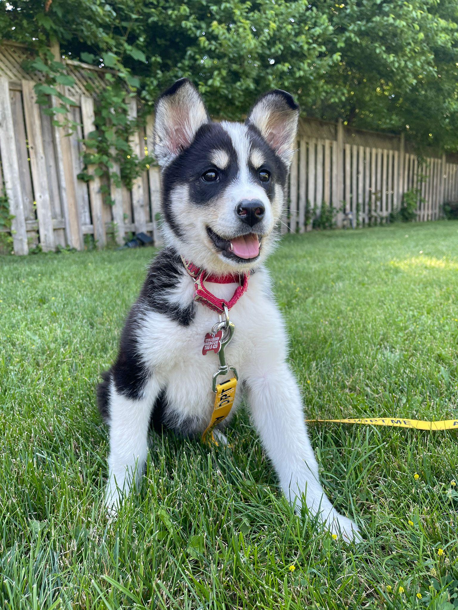 Lottie, a ADOPTABLE mixed breed in Mississauga, ON image 3/4