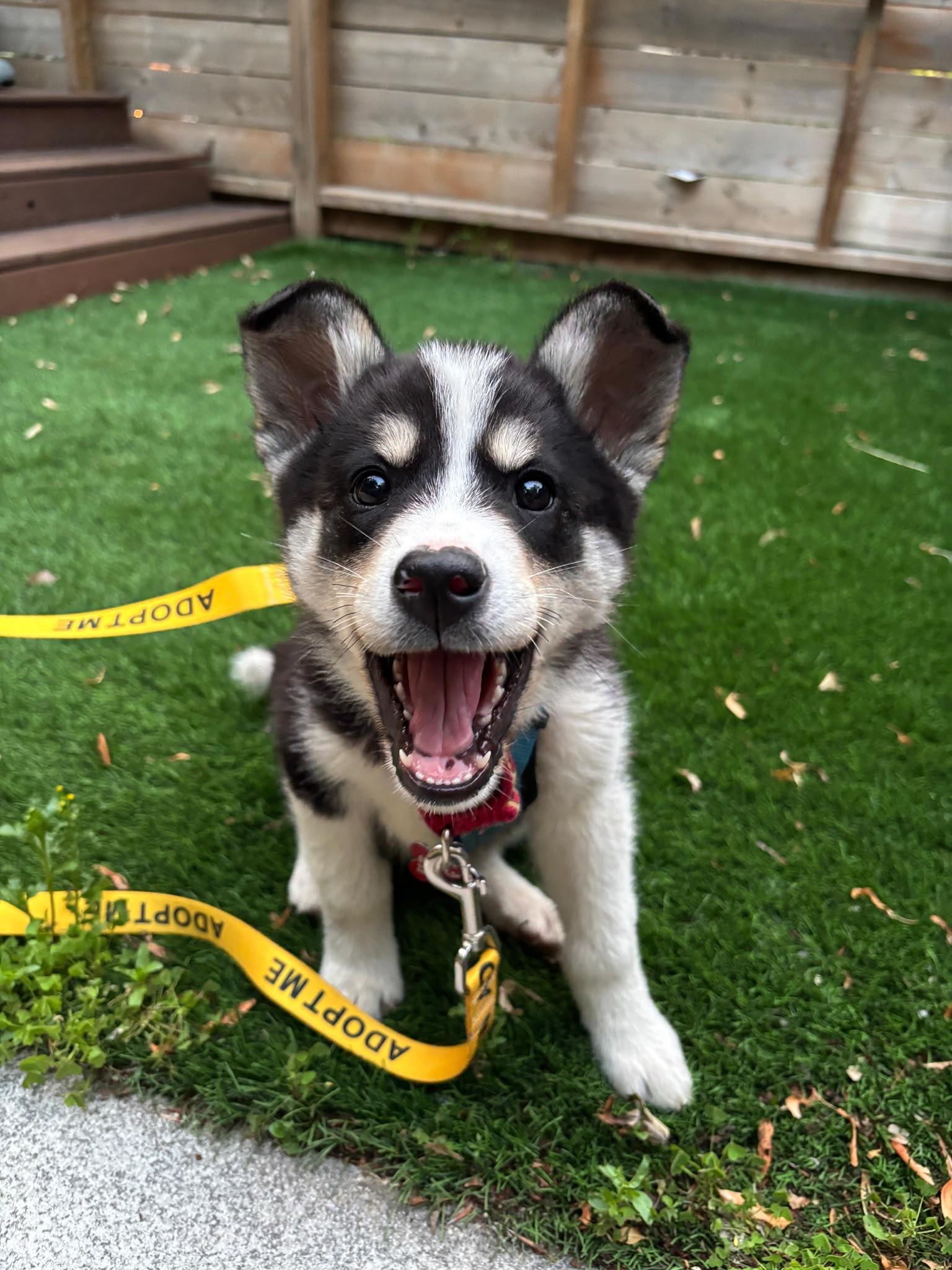 Lottie, a ADOPTABLE mixed breed in Mississauga, ON image 2/4