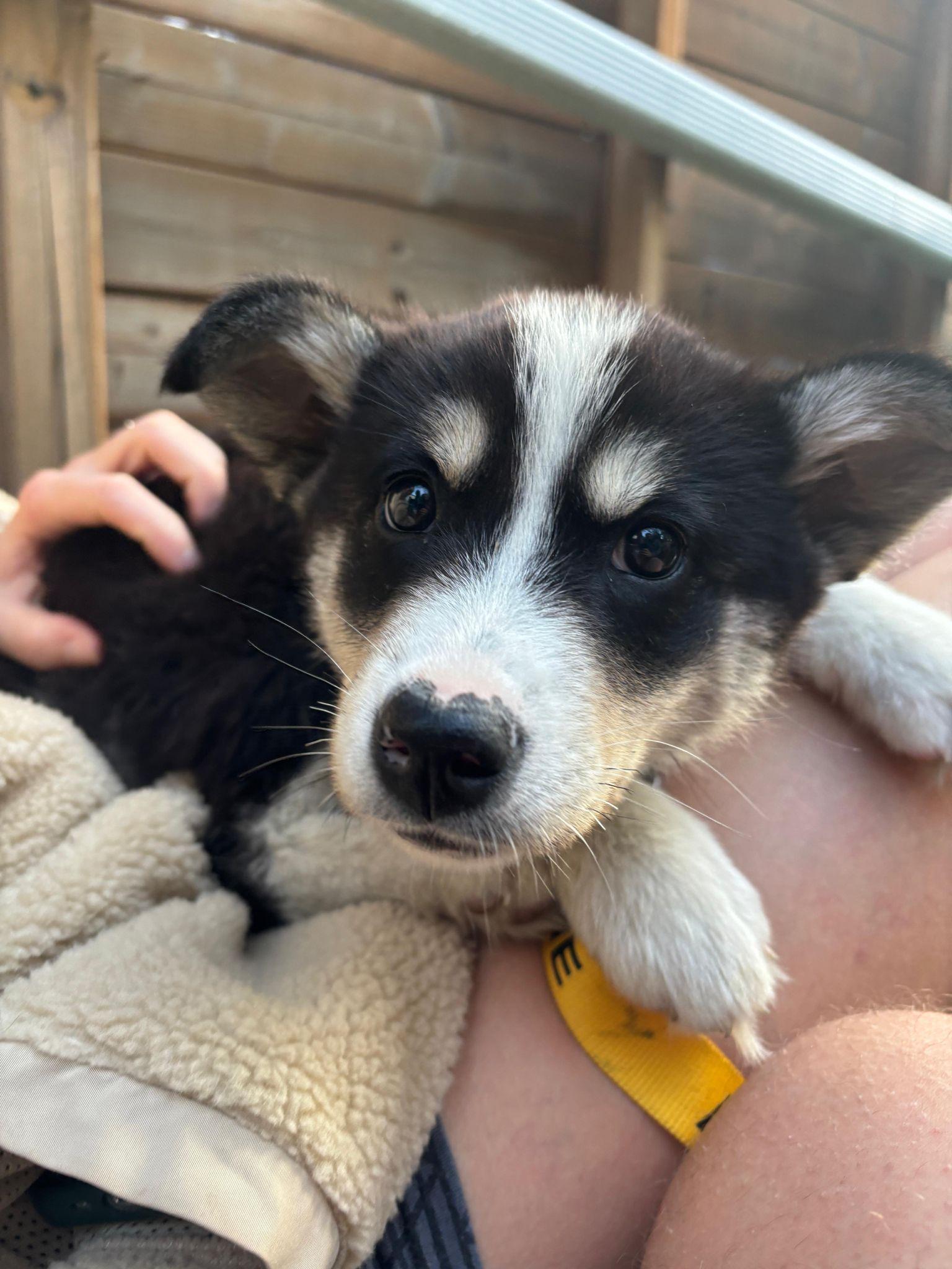 Lottie, a ADOPTABLE mixed breed in Mississauga, ON image 4/4