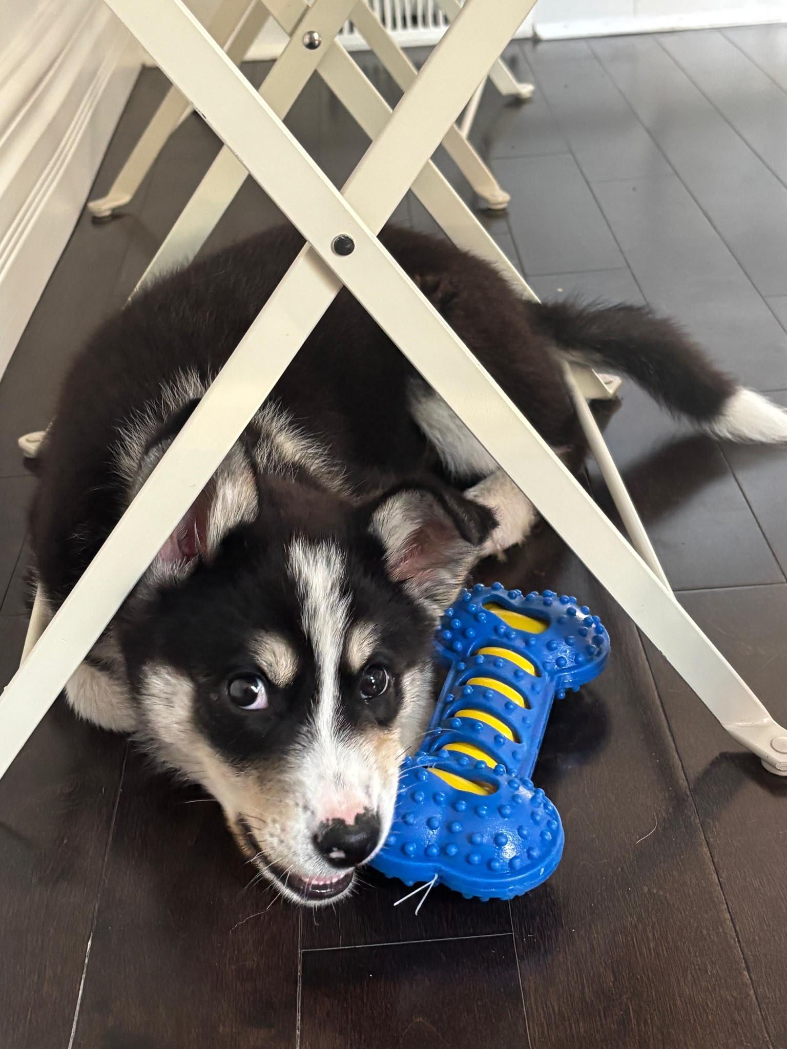 Lottie, ADOPTABLE, Puppy Female Husky.