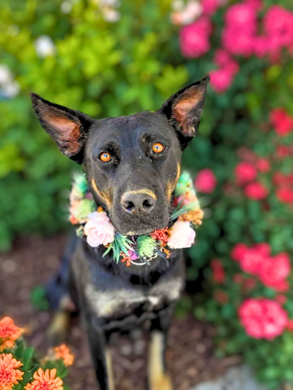 Poppy, a Adoptable German Shepherd Dog in Anza, CA image 2/2