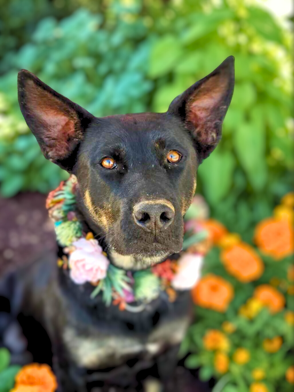 Poppy, a Adoptable German Shepherd Dog in Anza, CA image 1/2