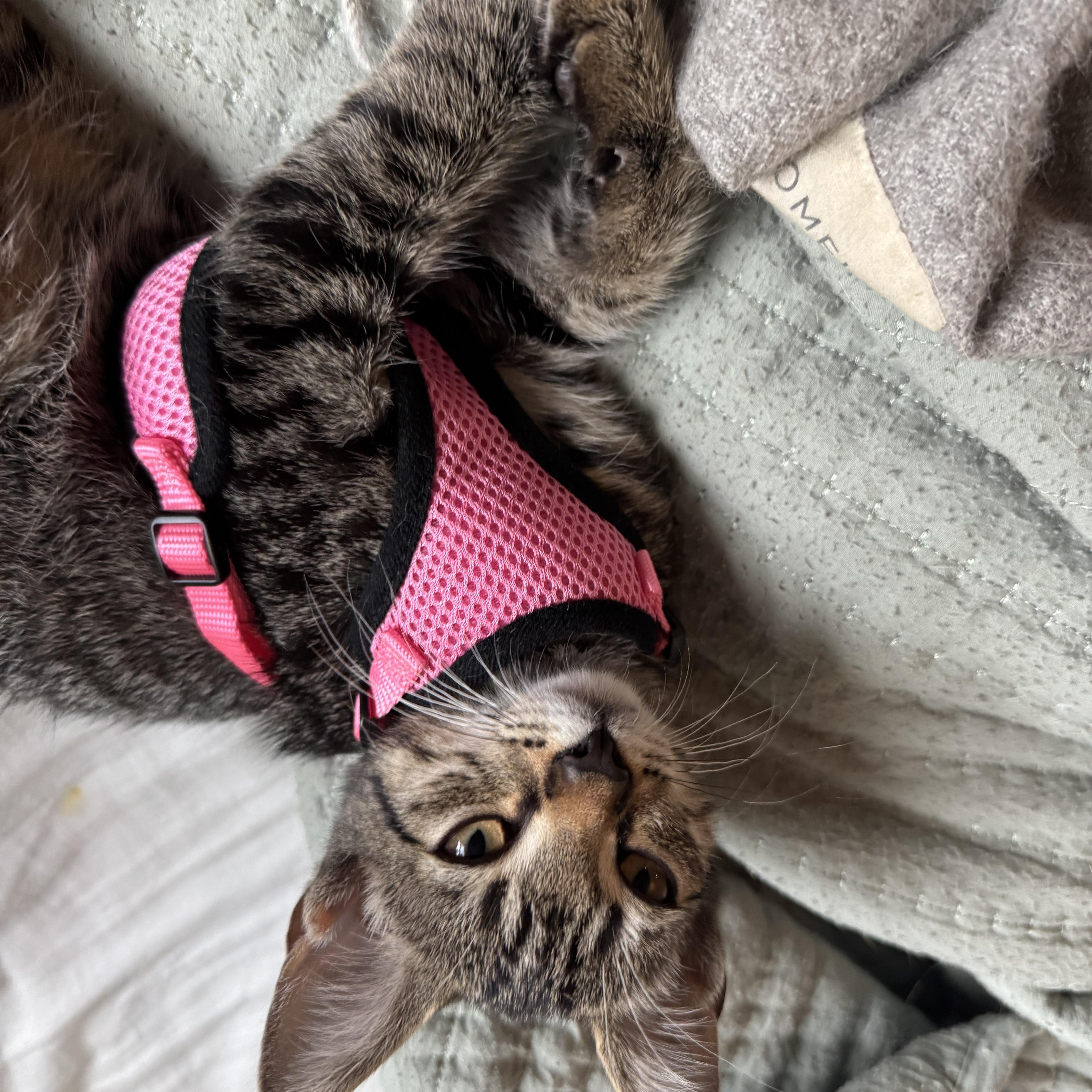 Enlarge Folsie, a Adoptable Domestic Short Hair in Richmond, VA image 3/4