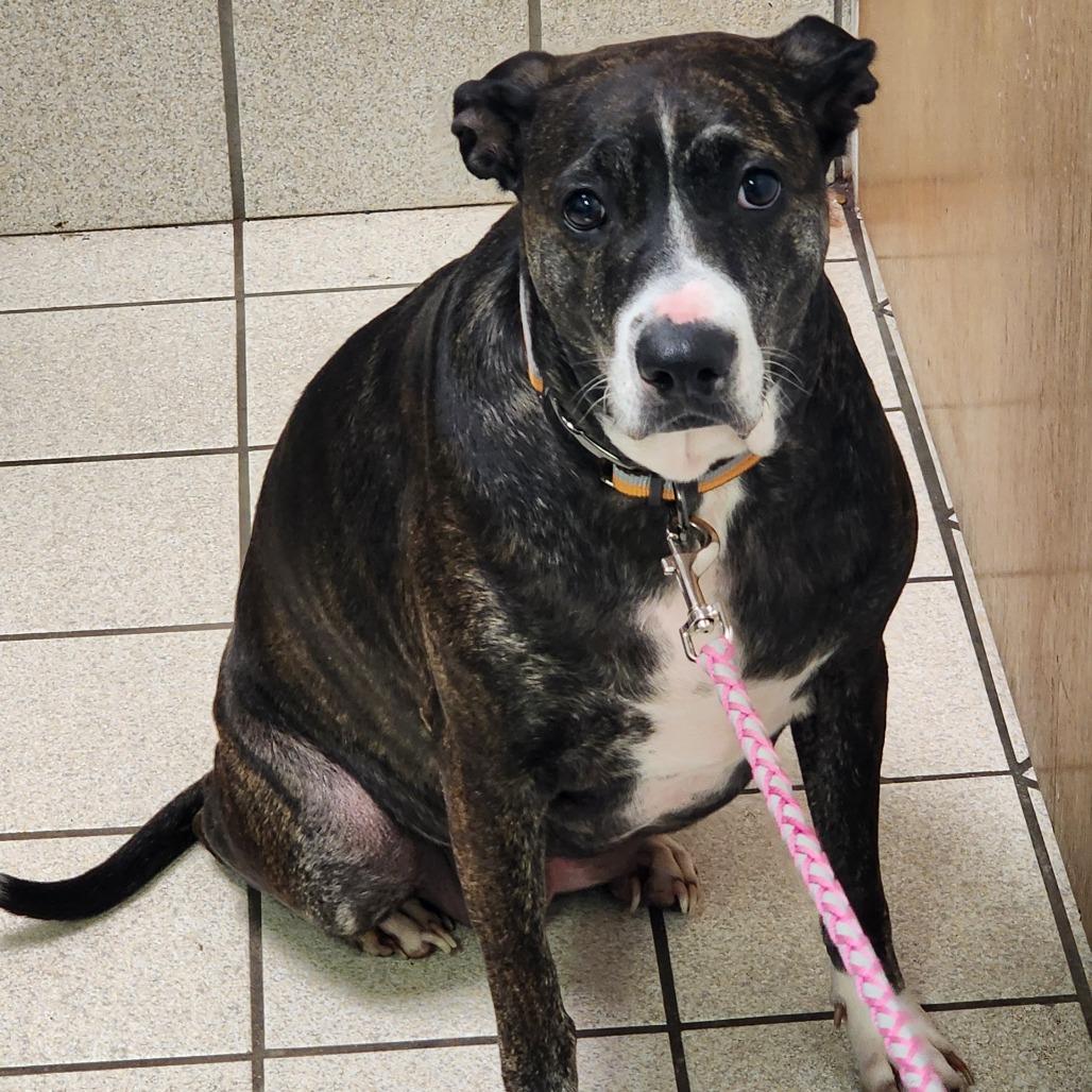 Enlarge Athena Belle, a Adoptable Mixed Breed in Charleston, WV image 1/1